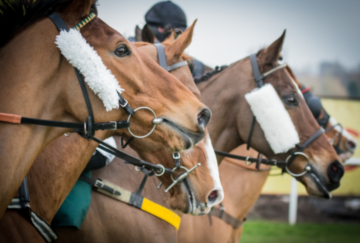 Horse Racing and Animal Welfare: What You Need to Know